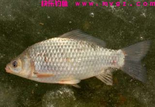 3款野钓鲫鱼的天然饵料配方