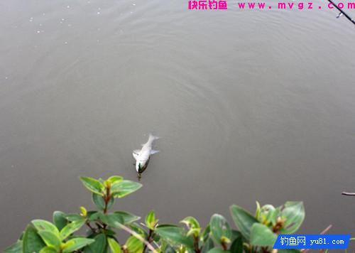 钓鱼经常脱钩跑鱼?新钓友来看看这几个方法