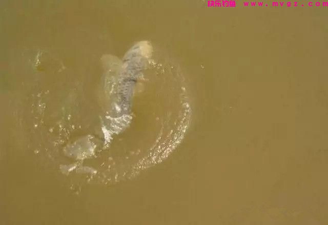 钓鱼实用技巧:冬钓深浅?老钓友教你浅水选择钓点钓鱼技巧