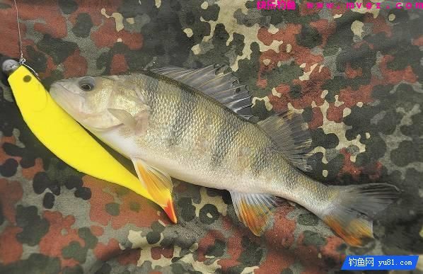 真后悔，现在才知道岸钓鲈鱼不为人知的7个小妙招