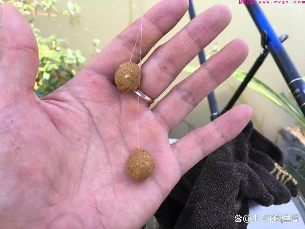 开鲤鱼饵的小技巧，按照此方法，咬钩的都是大家伙，野河屡试不爽
