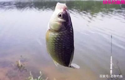 今天介绍七种野钓的饵料在秋季稳稳当当的钓大鱼
