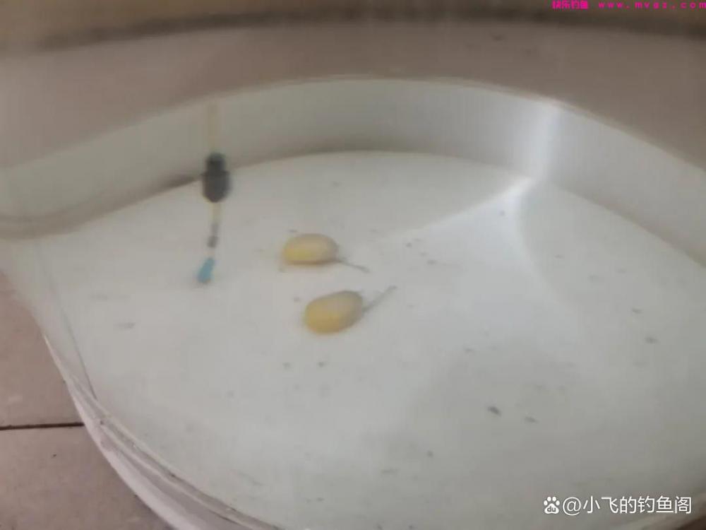 野钓草鱼如何正确调漂？2种超简单的调法，一看就学会！