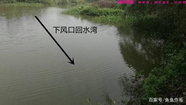 浅谈如何野钓大草鱼？深度分析草鱼习性，掌握关键要点