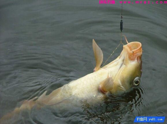 鲤鱼的藏身之处!钓鱼新手你得看看