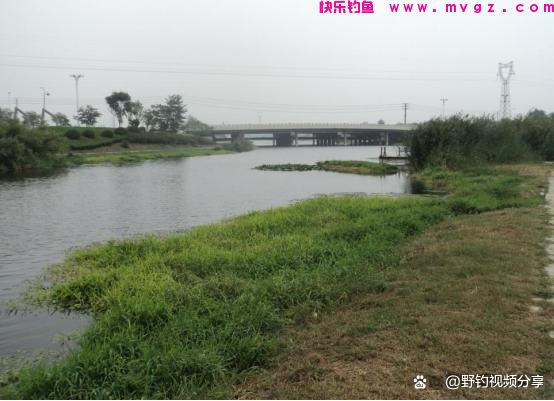 春末夏初钓鲤鱼，认准这3个“钓位”，快速锁定鱼窝，一钓一个准