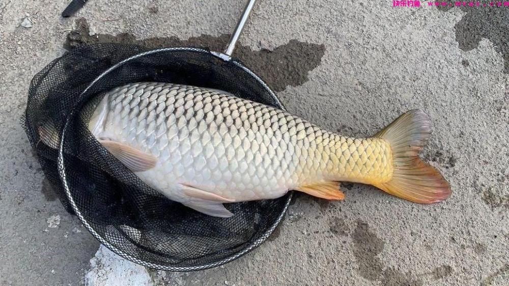 初夏野钓大鲤鱼全攻略，用此法钓鲤鱼，连竿上鱼是有保障的