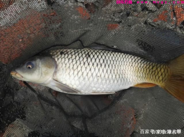 钓鲤鱼需要注意什么？