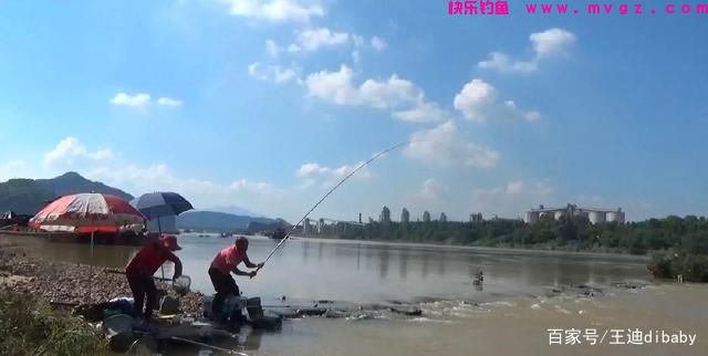 为什么这么多人喜欢钓鲤鱼？原来很棒的鱼，难怪这么多人喜欢钓鱼