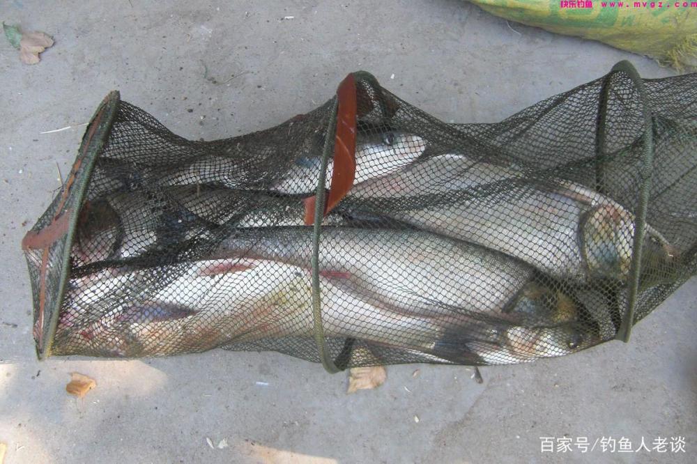 要想钓好鲢鳙，如果不注意这4个细节，再牛的饵料也钓不到鱼
