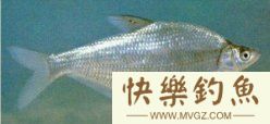 钓鳊鱼的一些技巧与要领详解