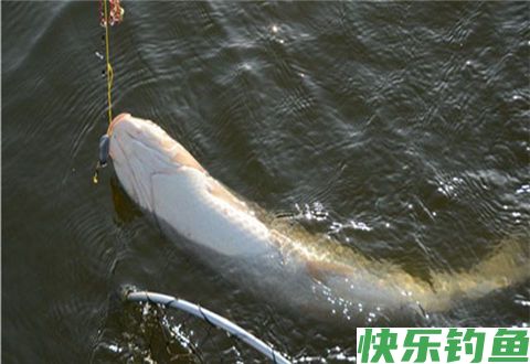 水库冬钓大板鲫，这些技巧让你钓到手软