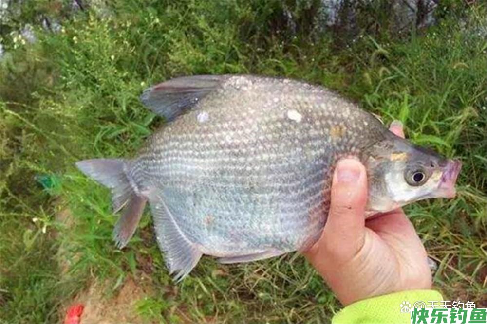 春季野钓鳊鱼，用这2种方法钓离底，效果好