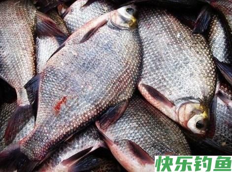 鳊鱼的钓法
