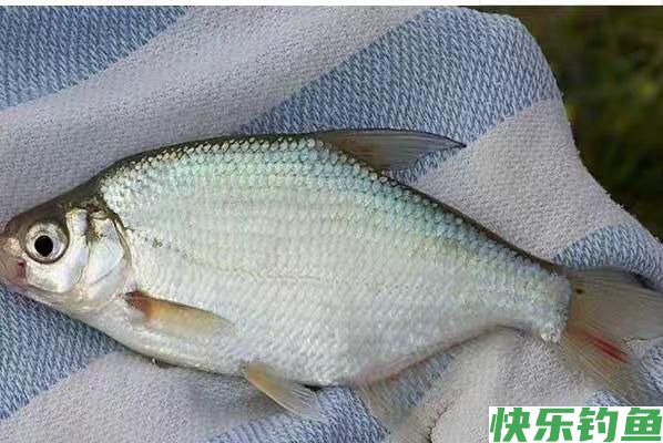 野钓大鳊鱼草鱼(窝料简单实用)