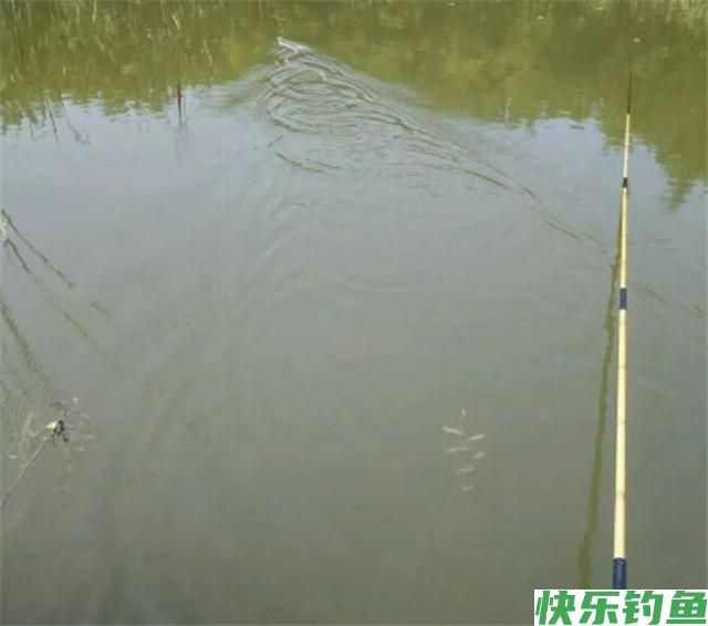 秋天用这几招钓鳊鱼，一钓就会收获很多，相信你也可以做到的