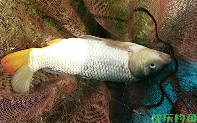 野钓鲤鱼