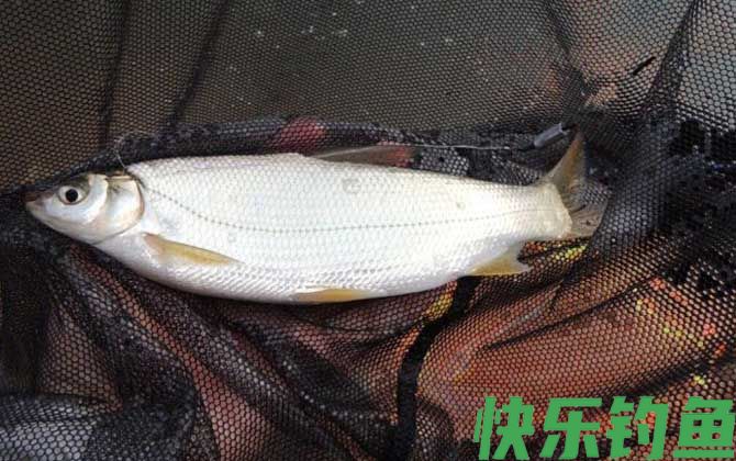 水库钓黄尾鱼用什么饵料？