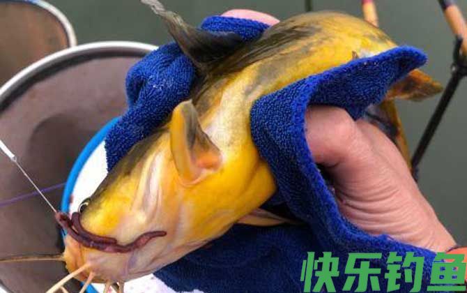 钓黄骨鱼