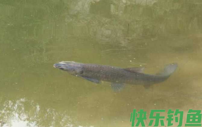 钓青鱼