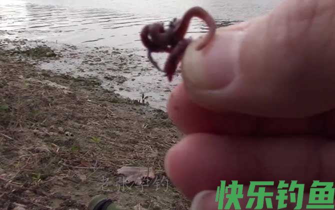 自然饵料