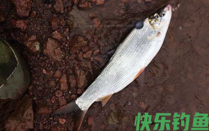 钓黄尾鱼