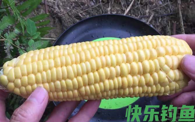 嫩玉米