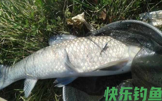 青鱼必杀饵及钓法技巧