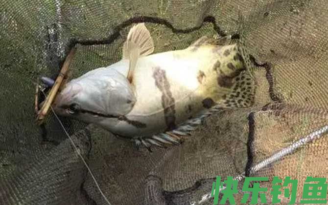 怎么判断河里有鳜鱼？