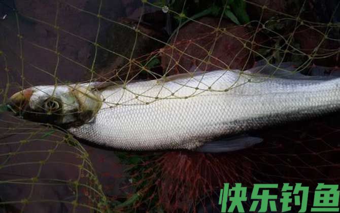 路亚翘嘴技巧和方法全攻略