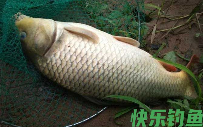 钓鲤鱼怎么选钓位？