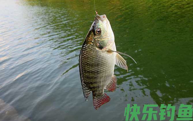 钓罗非鱼