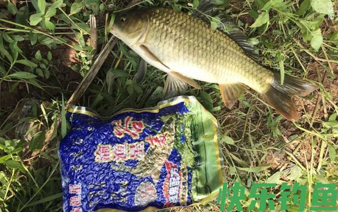 野钓小鱼闹窝怎么办？