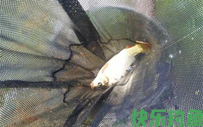 钓鲤鱼打窝料配方大全