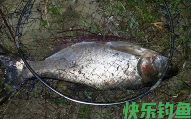 秋天钓鲢鳙