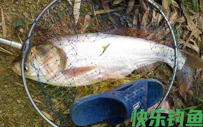 秋天钓鲢鳙