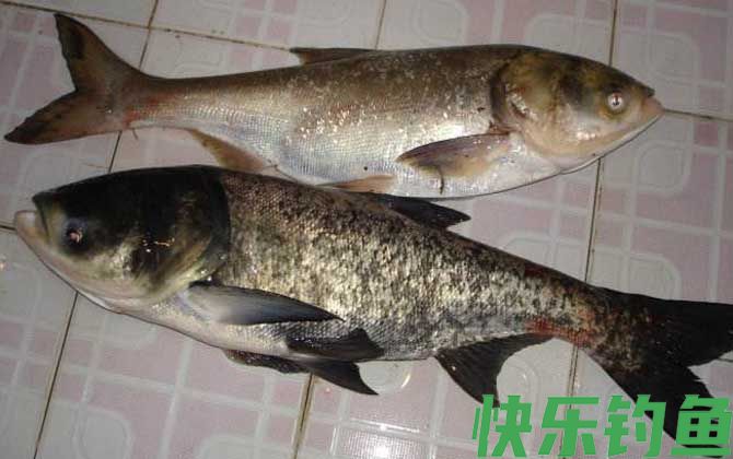钓鲢鳙