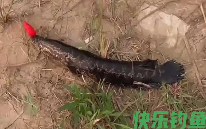 路亚黑鱼