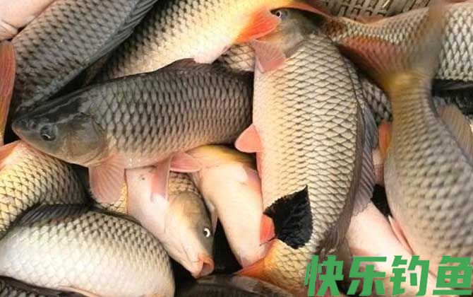 钓鲤鱼