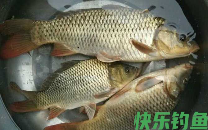 鲤鱼