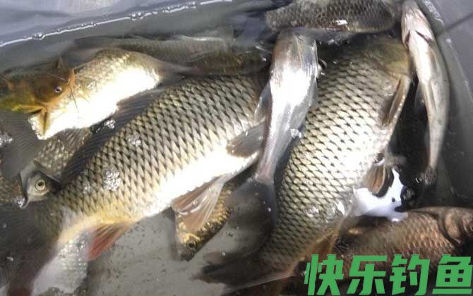 鲤鱼
