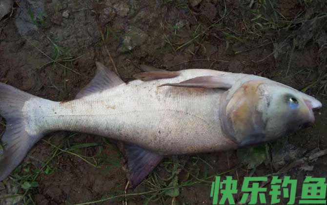 钓鲢鳙