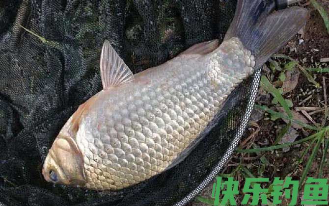 钓鲫鱼