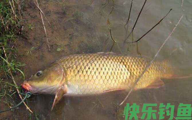 水库钓鲤鱼