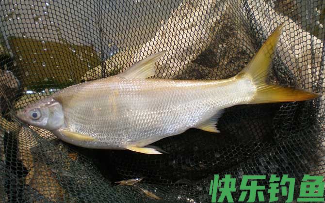 黄尾鱼最爱吃三种饵料