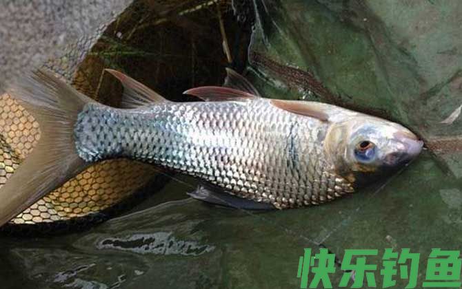 钓鲮鱼用什么打窝？