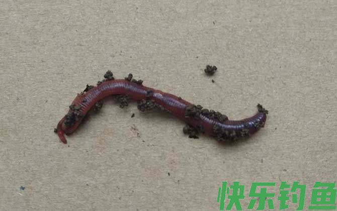 钓鲫鱼什么饵料最好用？