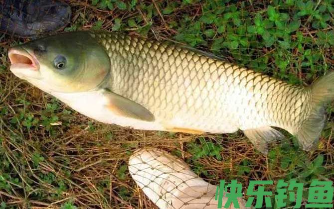 野钓草鱼钓浮还是钓底？