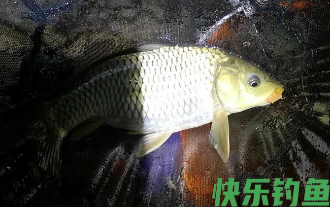 夜钓黑坑鲤鱼选哪个位置？