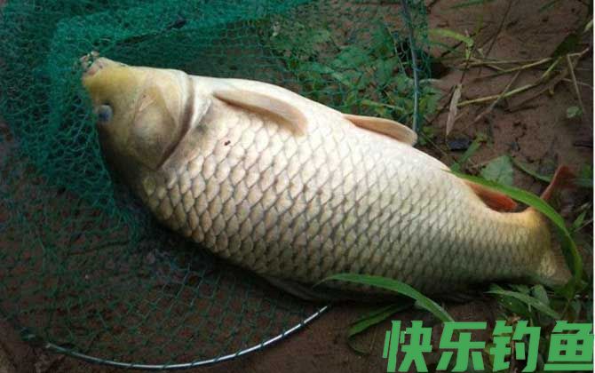 反底钓法钓鲤鱼效果怎么样？